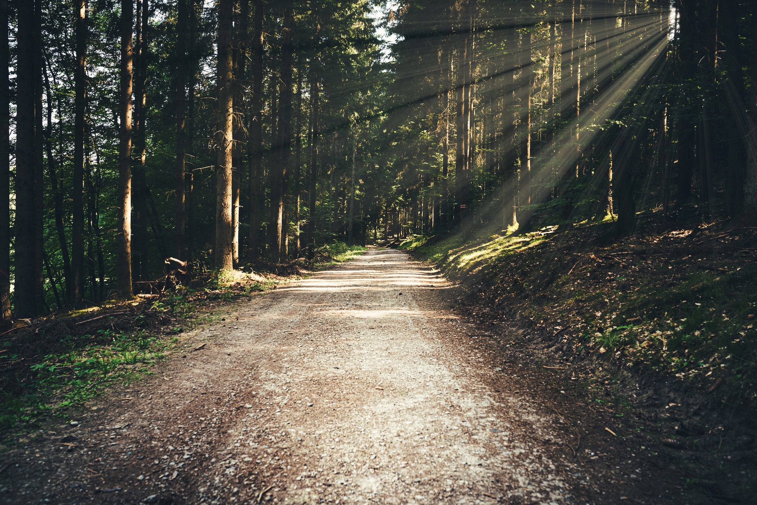 Calm Forest Road        